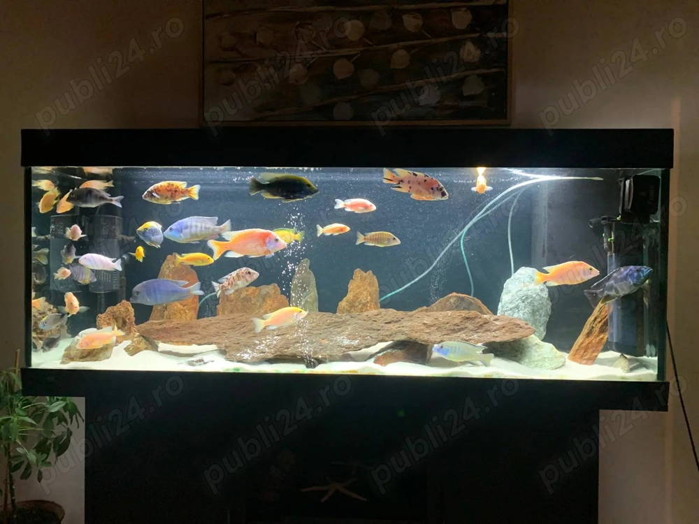 Acvariu Juwel 400 Litri