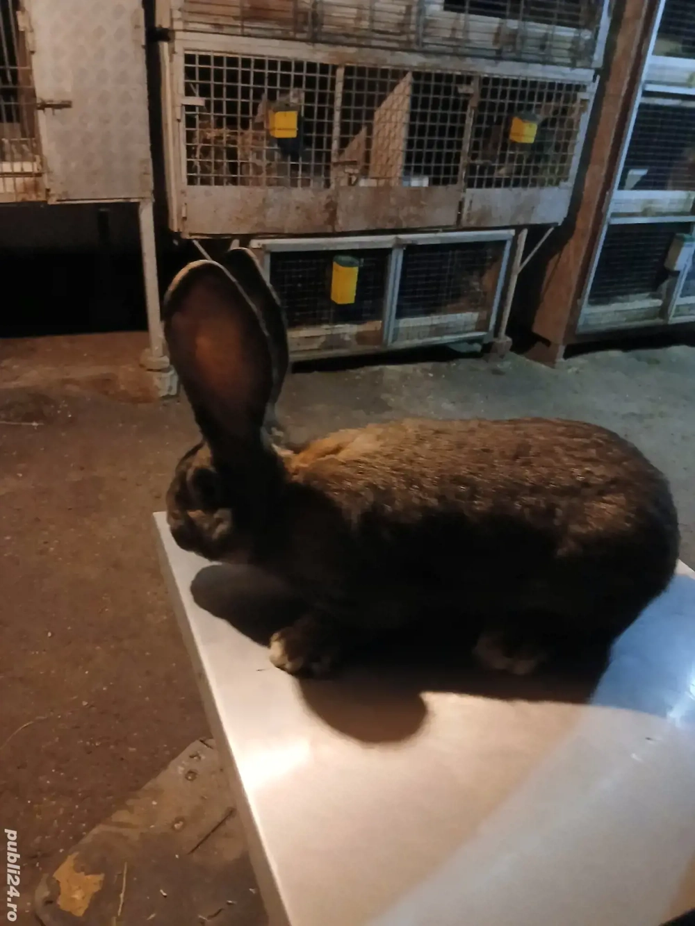 mascul uriaș german 8 luni disponibil!