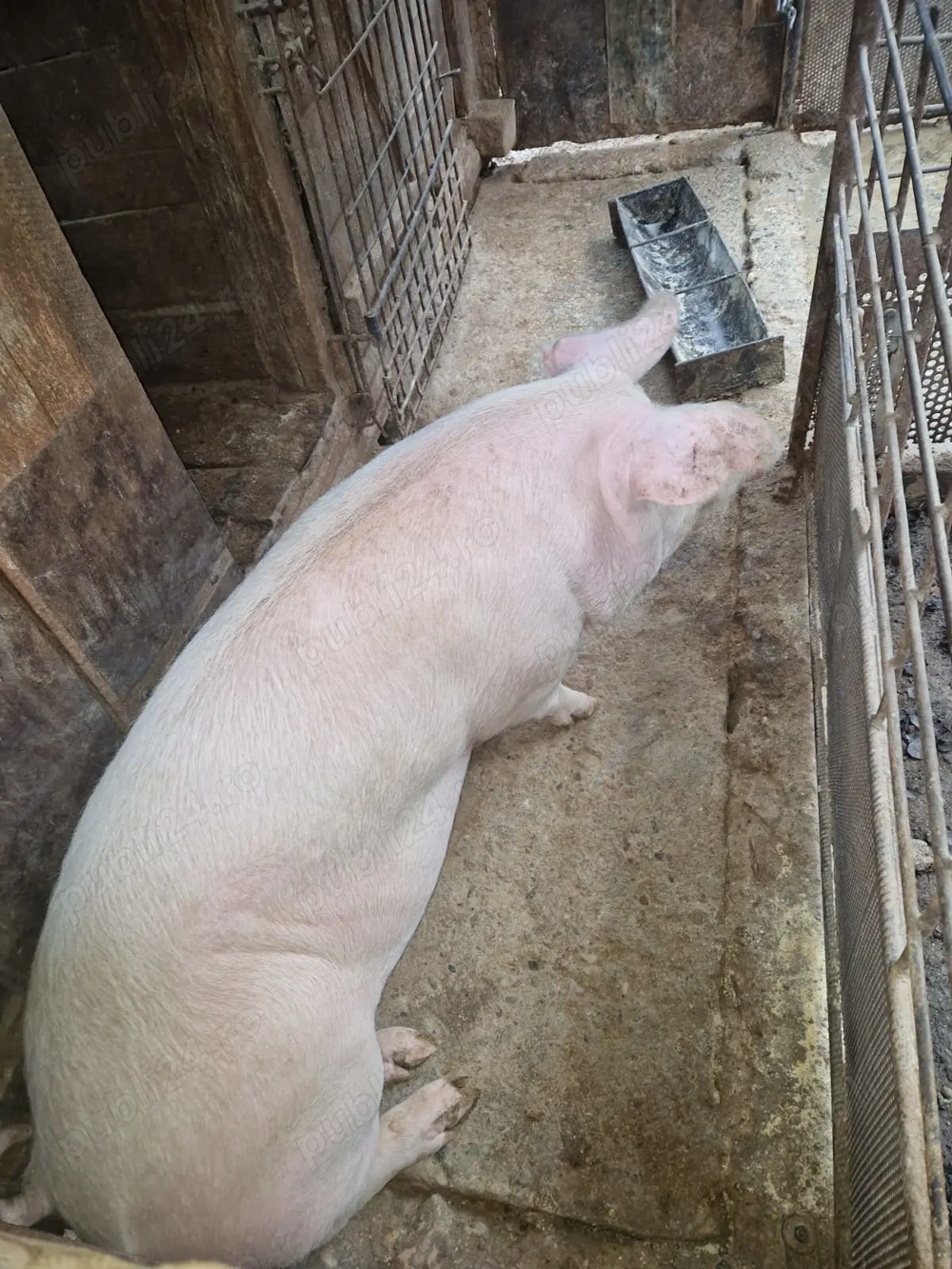 Vând porc de casă 160kg