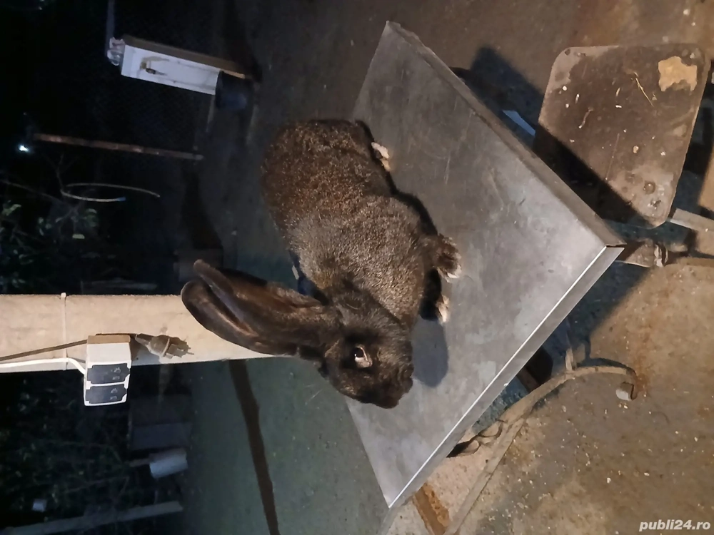 femelă uriaș german grifier disponibila