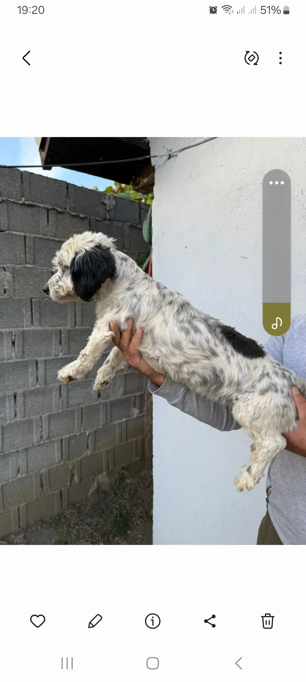 De vinzare bison havanez femelă 