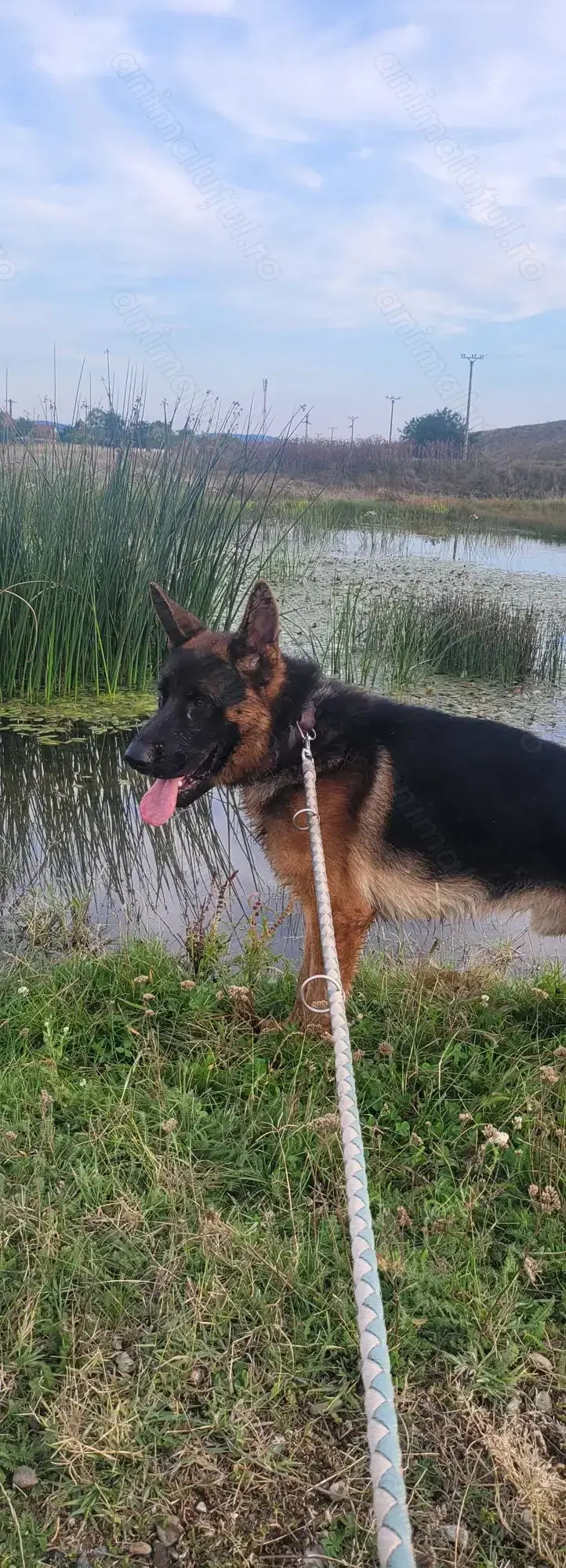 Ciobanesc german cu pedigree(părinți campioni)