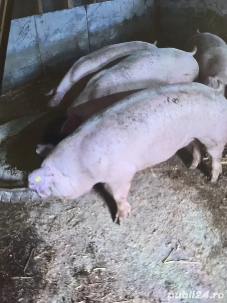 Porci de vânzare 