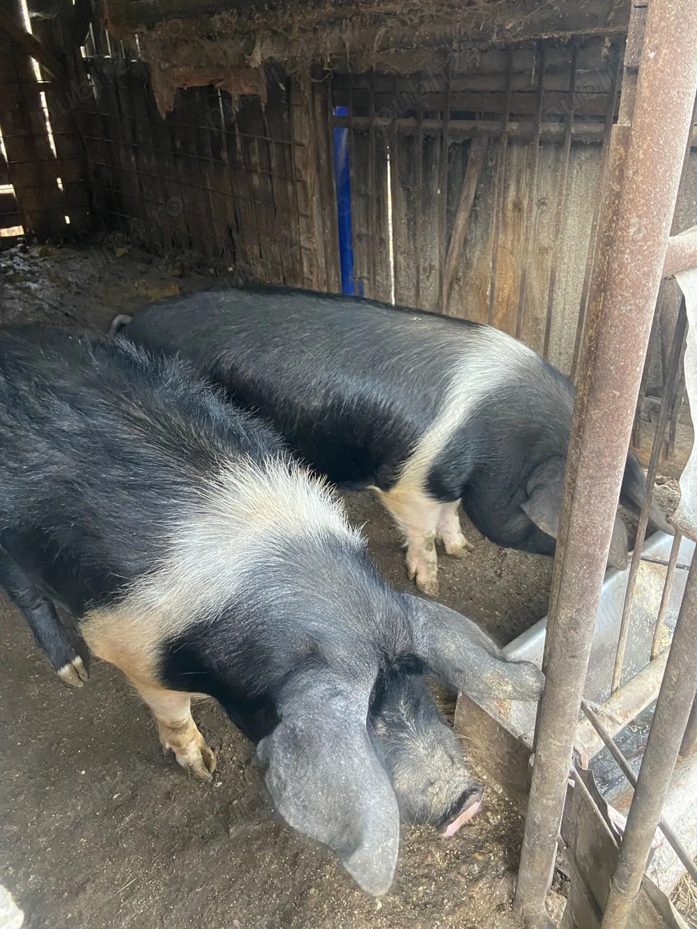 Porci bazna 100% calitate garantata 