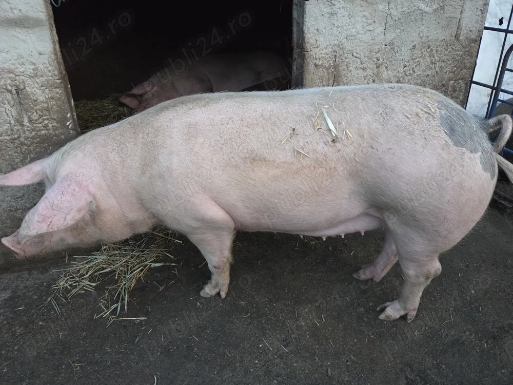 Vând porci din rase foarte bune 