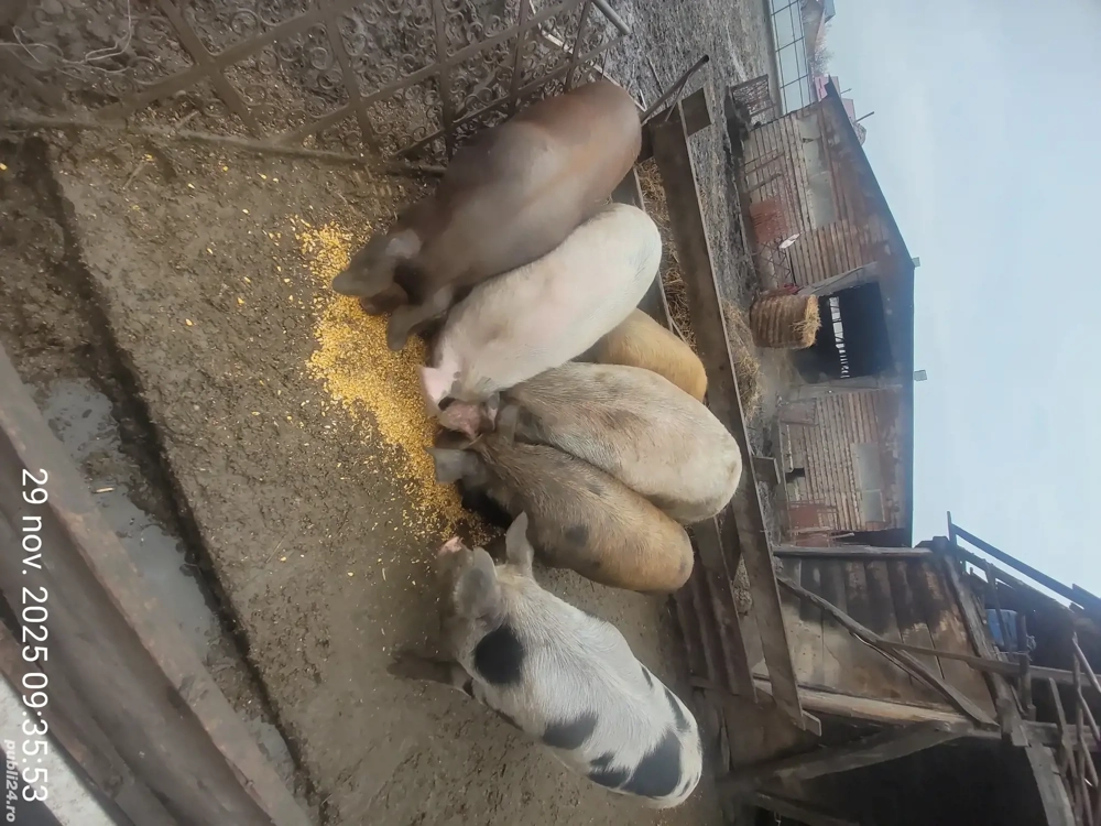 Porci pentru sacrificare 