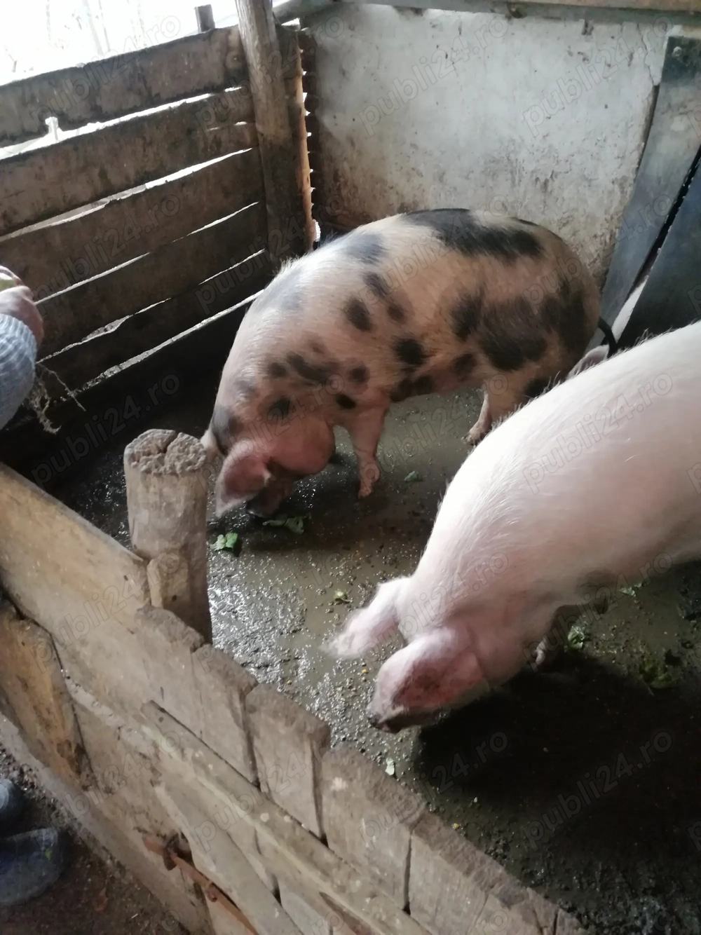 Vând porc aproximativ 130 kg crescut natural,pret 14lei kg.