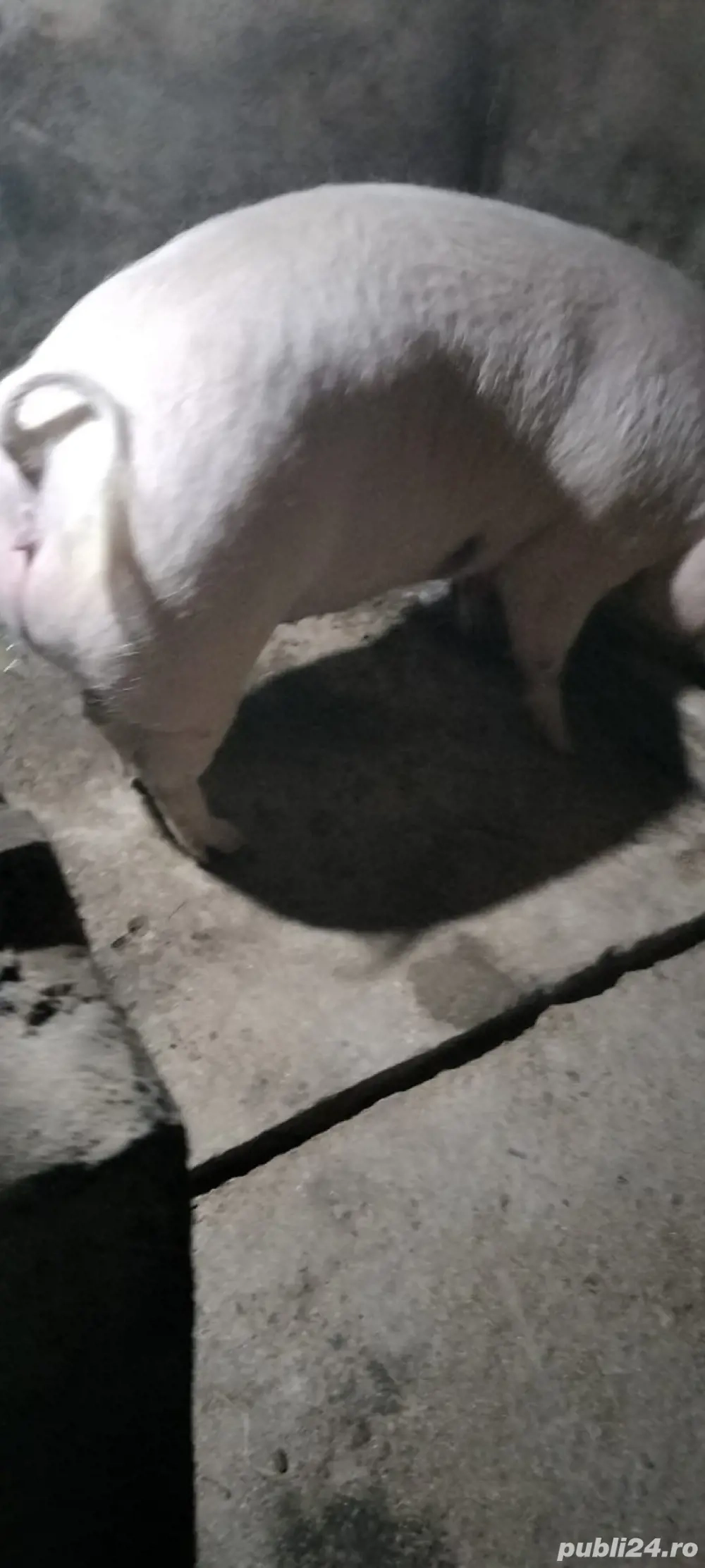 vand porc rasa de carne