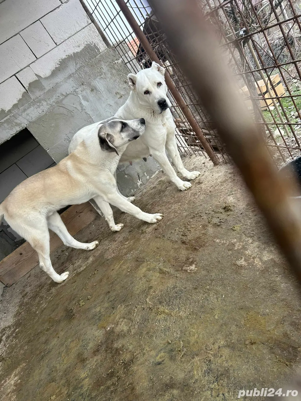 Ciobanesc asia centrala 