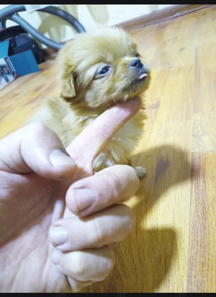 Pechinez cățelușa OFERTA    deparazit și cu primul vaccin facut