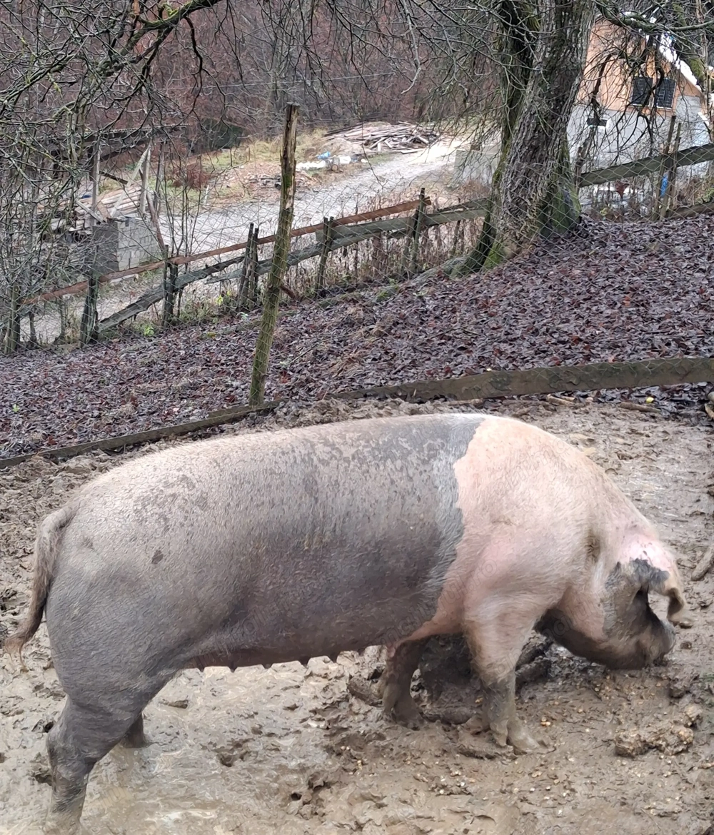 Vând scroafă 16 lei kg 