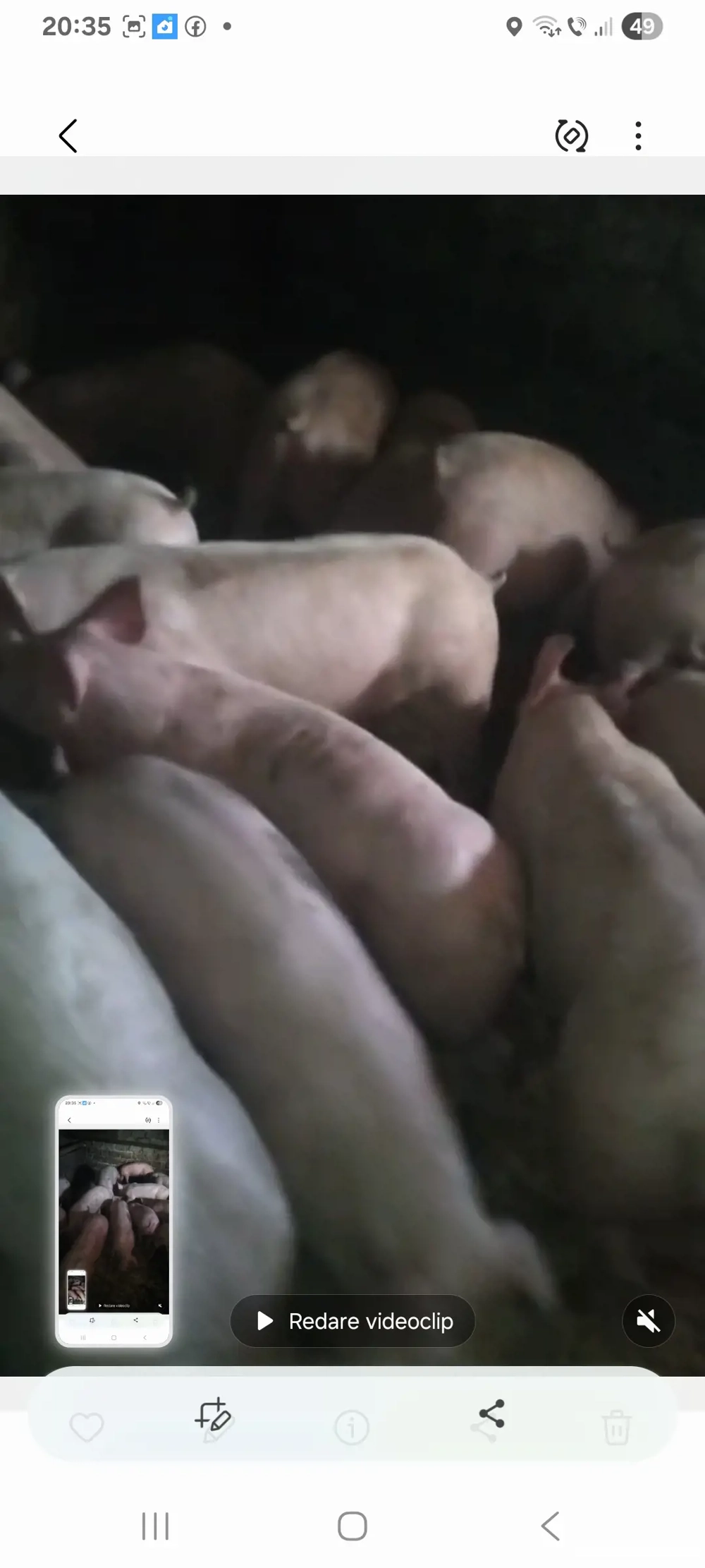 grasuni de 50-65 de kg