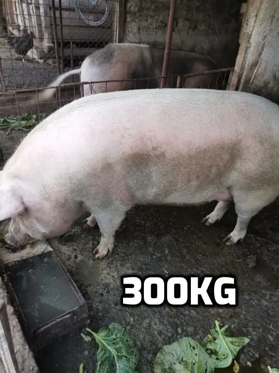 Vand porci 300kg+ si 35kg