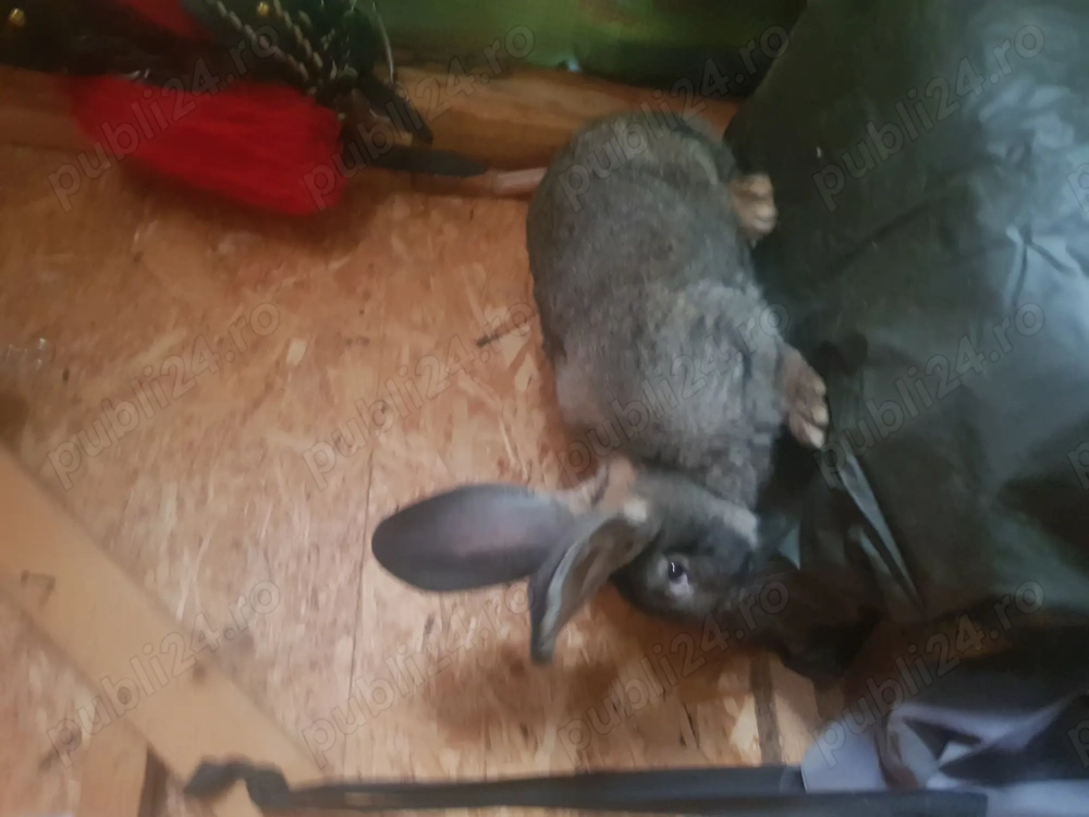 Iepuri Urias german caută casa noua