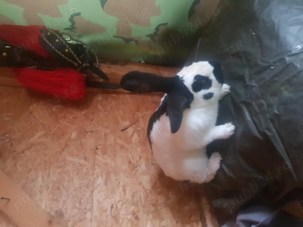 Se vinde Fluture german