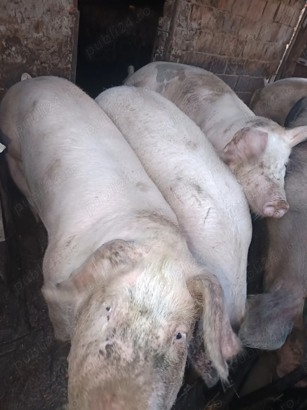 Porcii crescuți cu porumb,grâu și floare soarelui