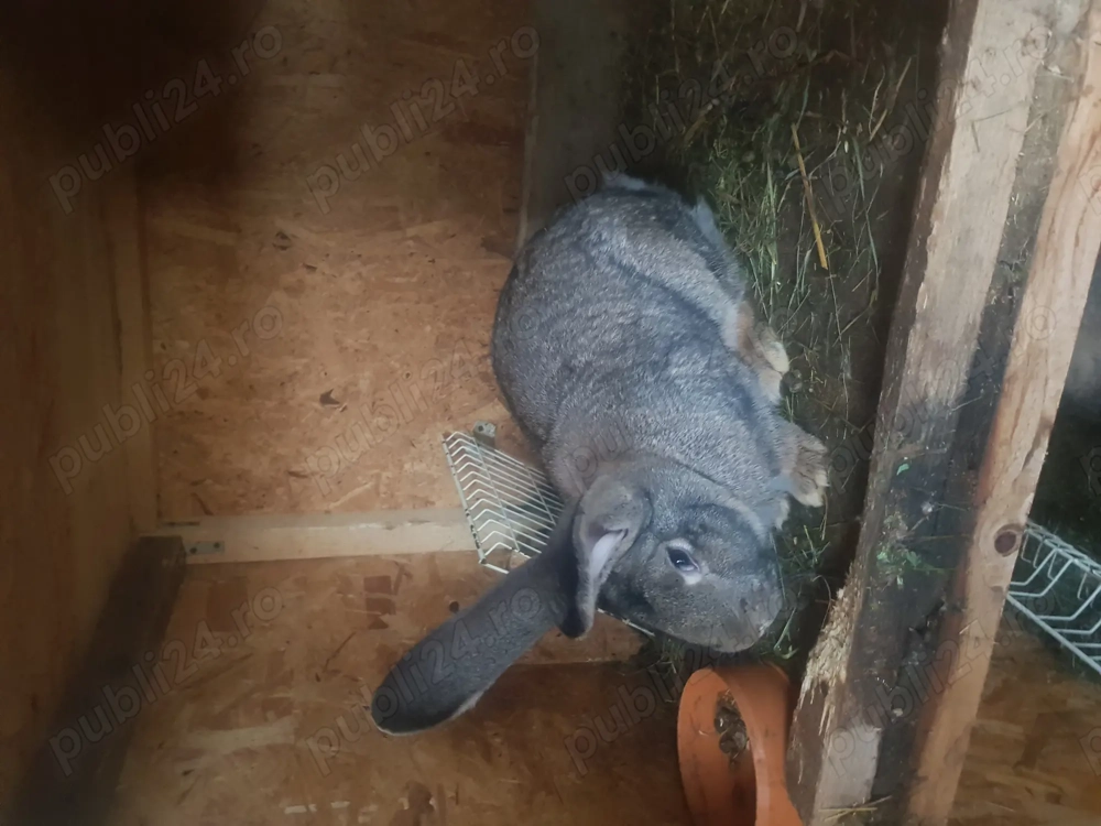 Se vinde iepuri Urias german