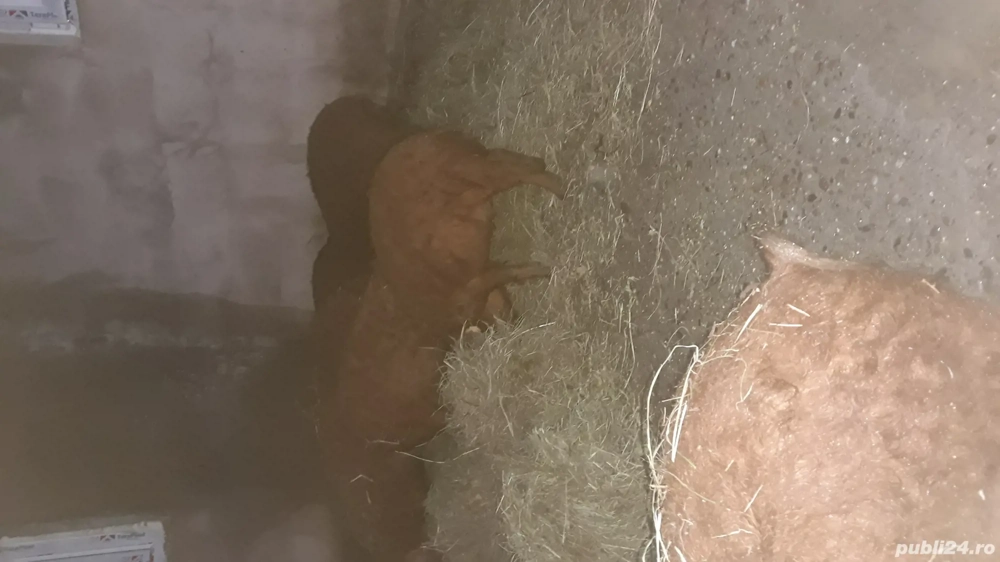 vand porci mangalita crescuti in gospodaria proprie