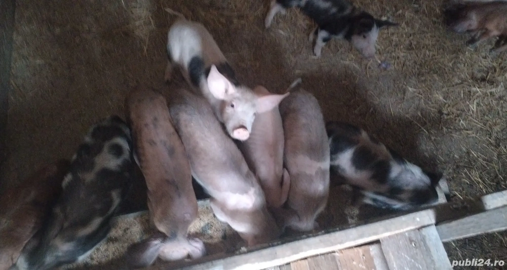 Purcei 10 săptămâni 