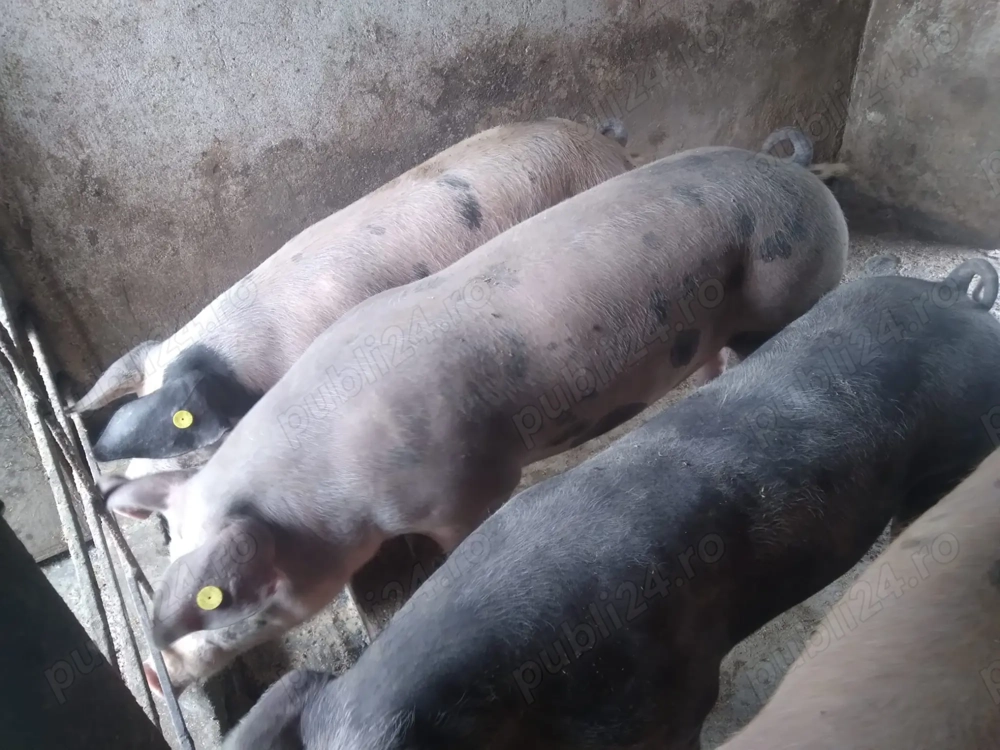 Vând 4 porci grași 100-200 kg Petrean-Duroc 12 lei kg