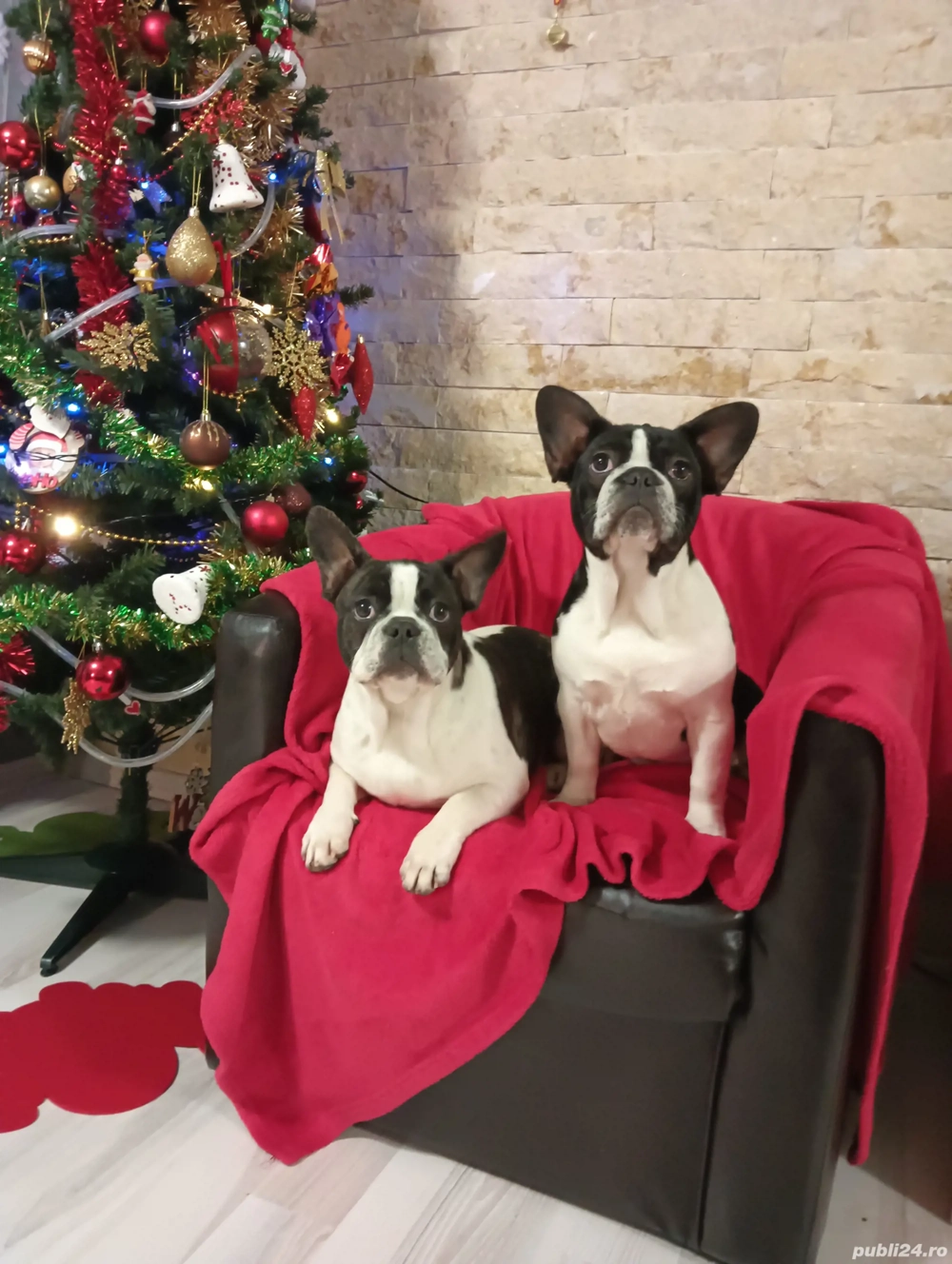 Bulldog francez 4 luni