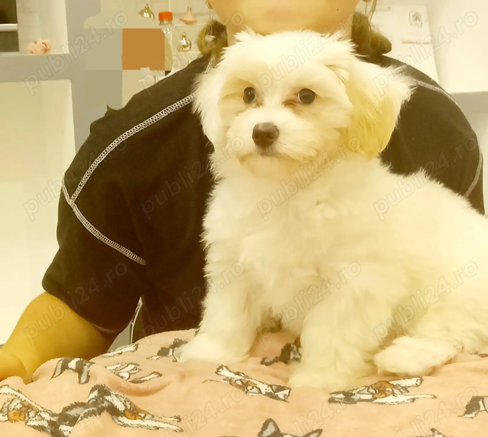  bișon maltez talie mică fetiță!