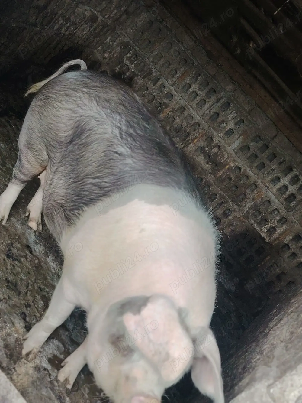 Vând porc pentru sacrificat