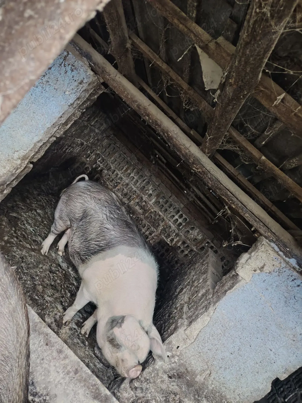 Vând porc pentru sacrificat