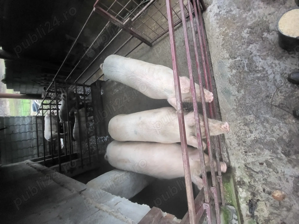 Vand porci purcele 150 de kg Landrace