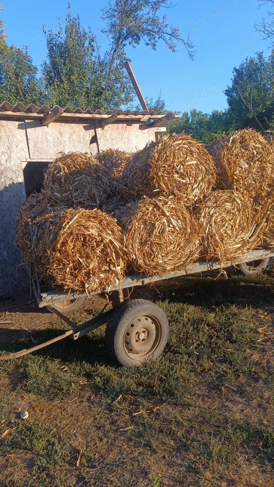 Baloți de coceni de vânzare 