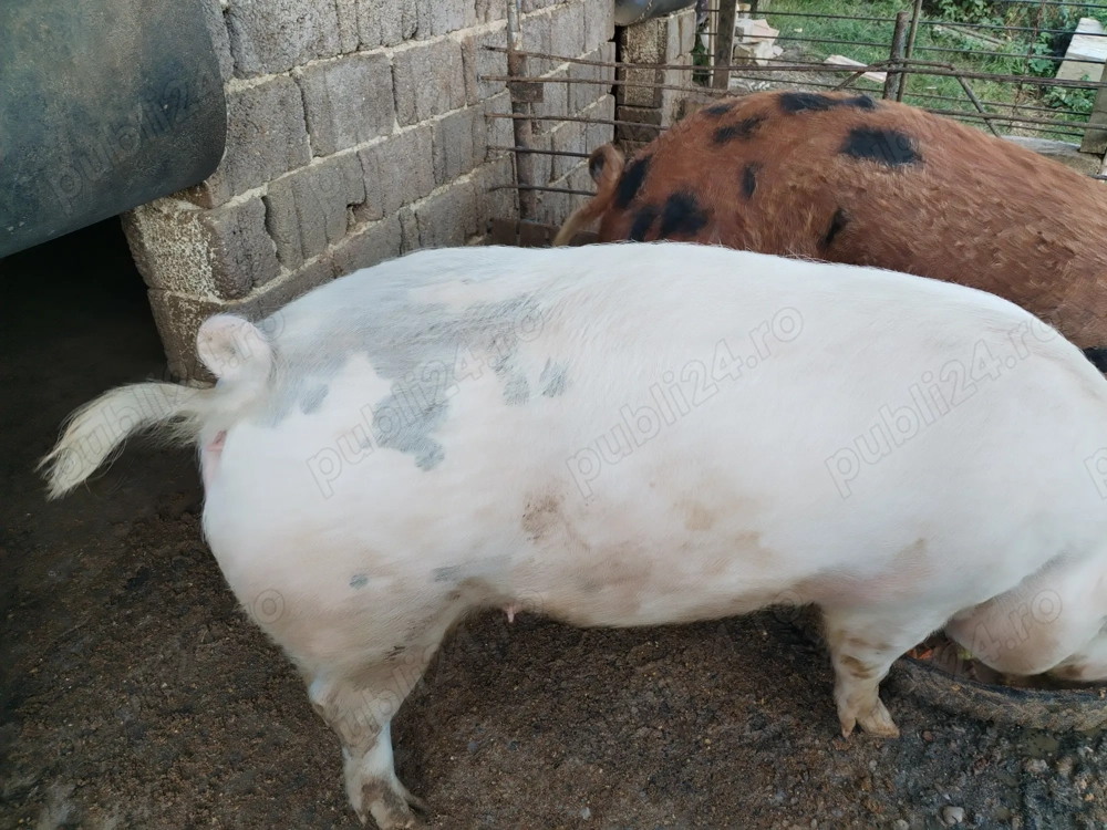 Vind porc(femela) de curte