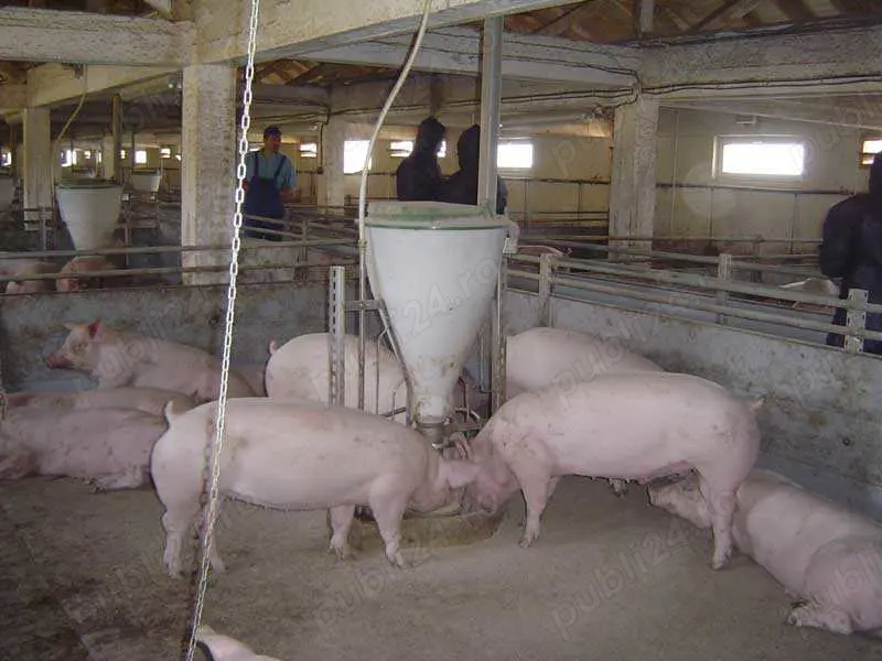 Porci 80-200kg - Oltenița