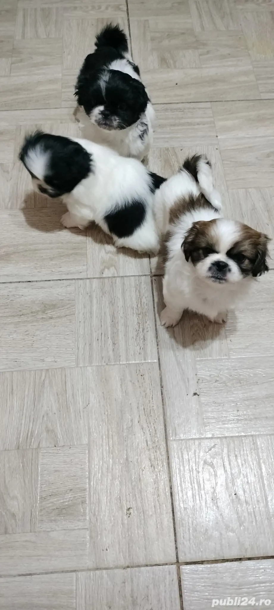 Cățeluși pechinezi