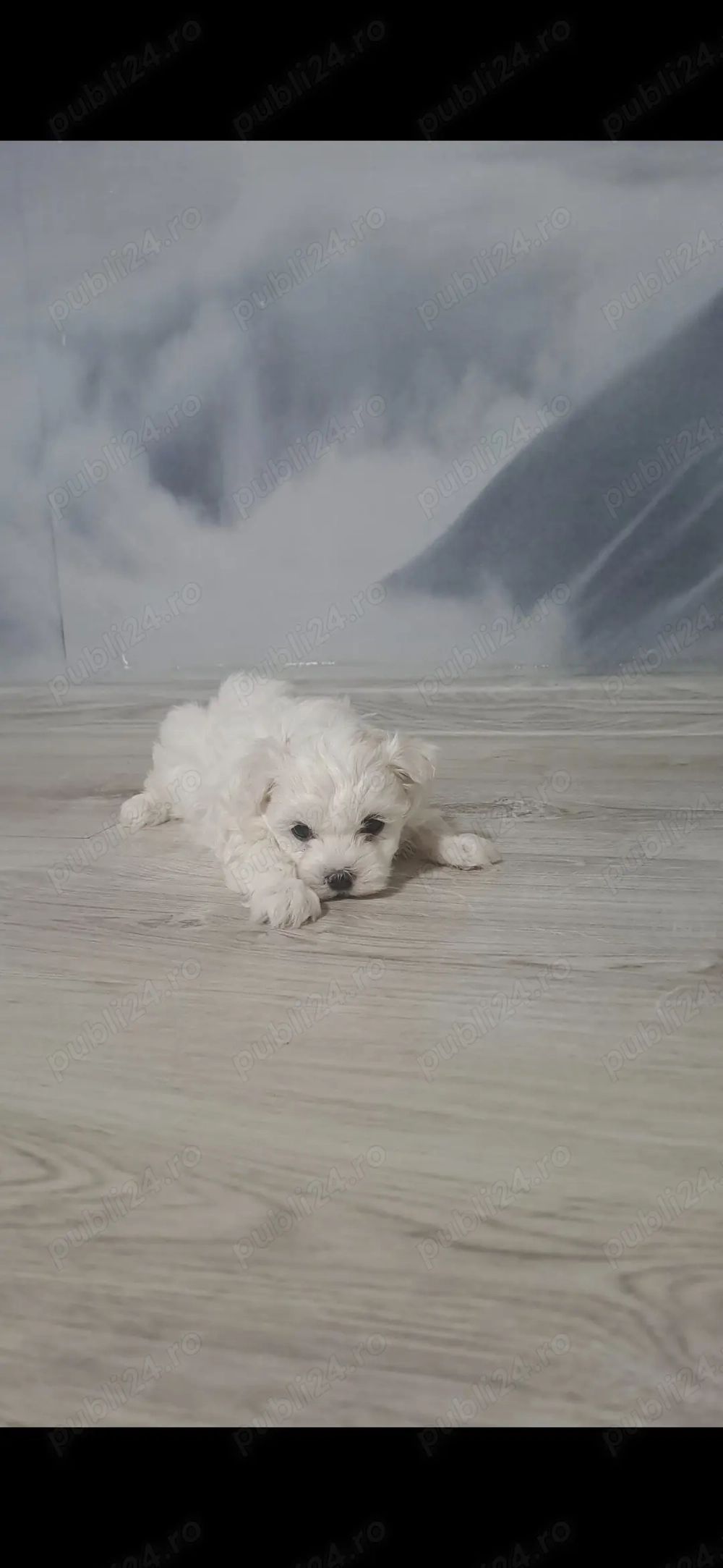 Disponibil bichon maltez miny