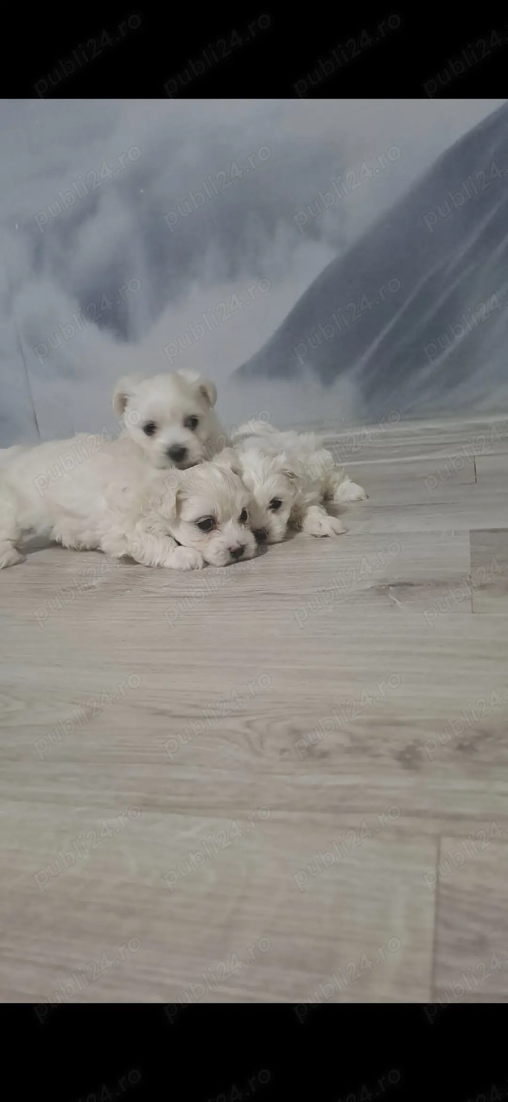 Trei cateluse bichon maltez