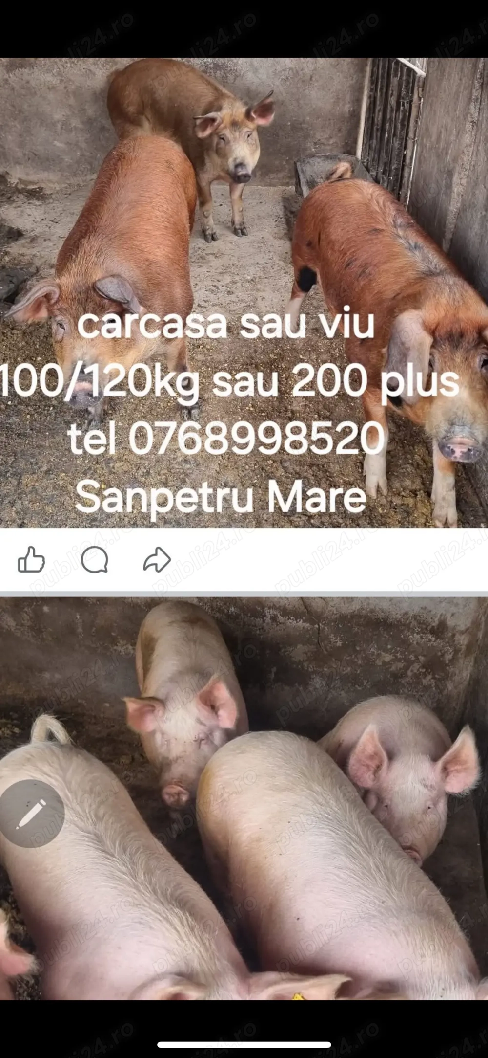 porci de carne Bio
