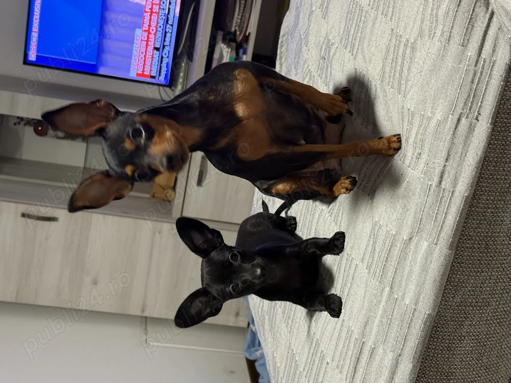 Pinsker pitic caută familie 