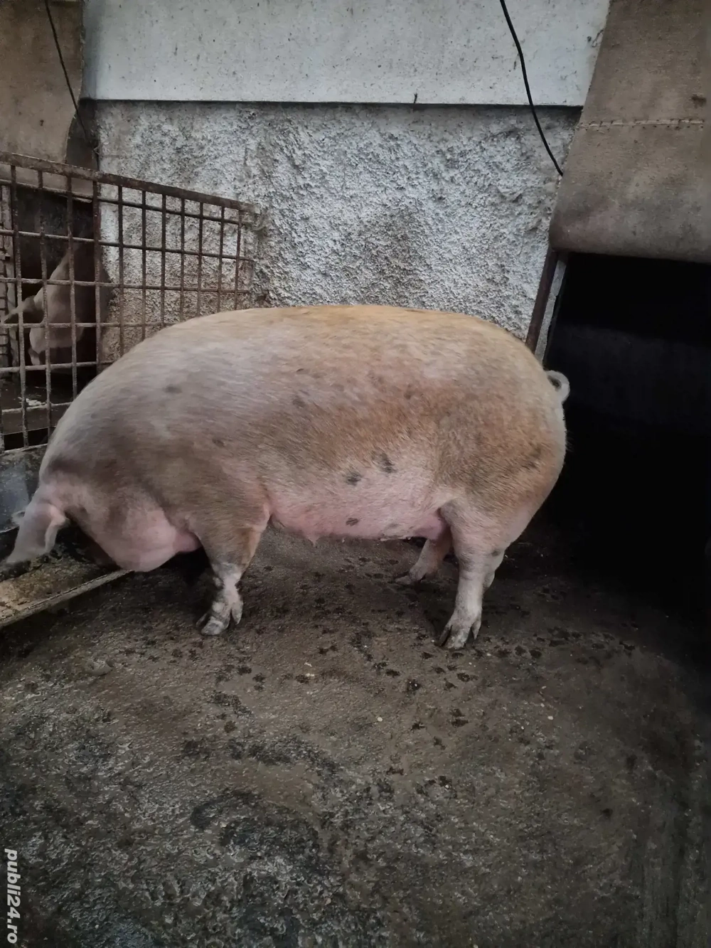 Porc de casa pentru Craciun