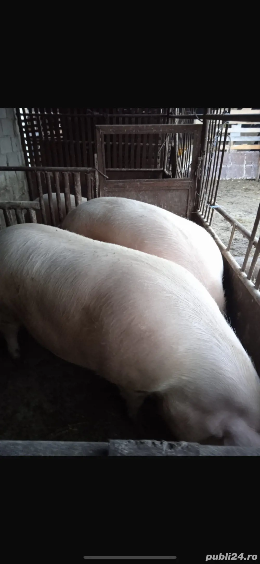Porci de vanzare 200kg si 130 kg 