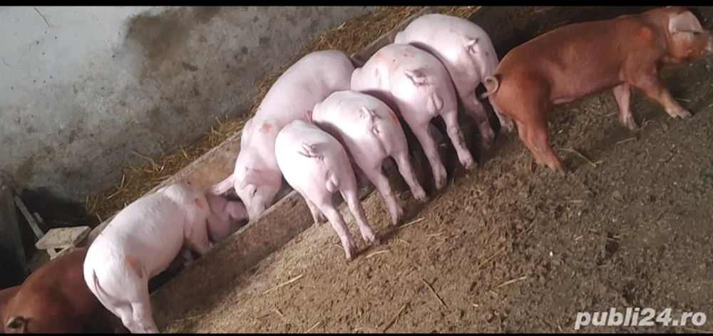 Landrace pur și duroc pur 