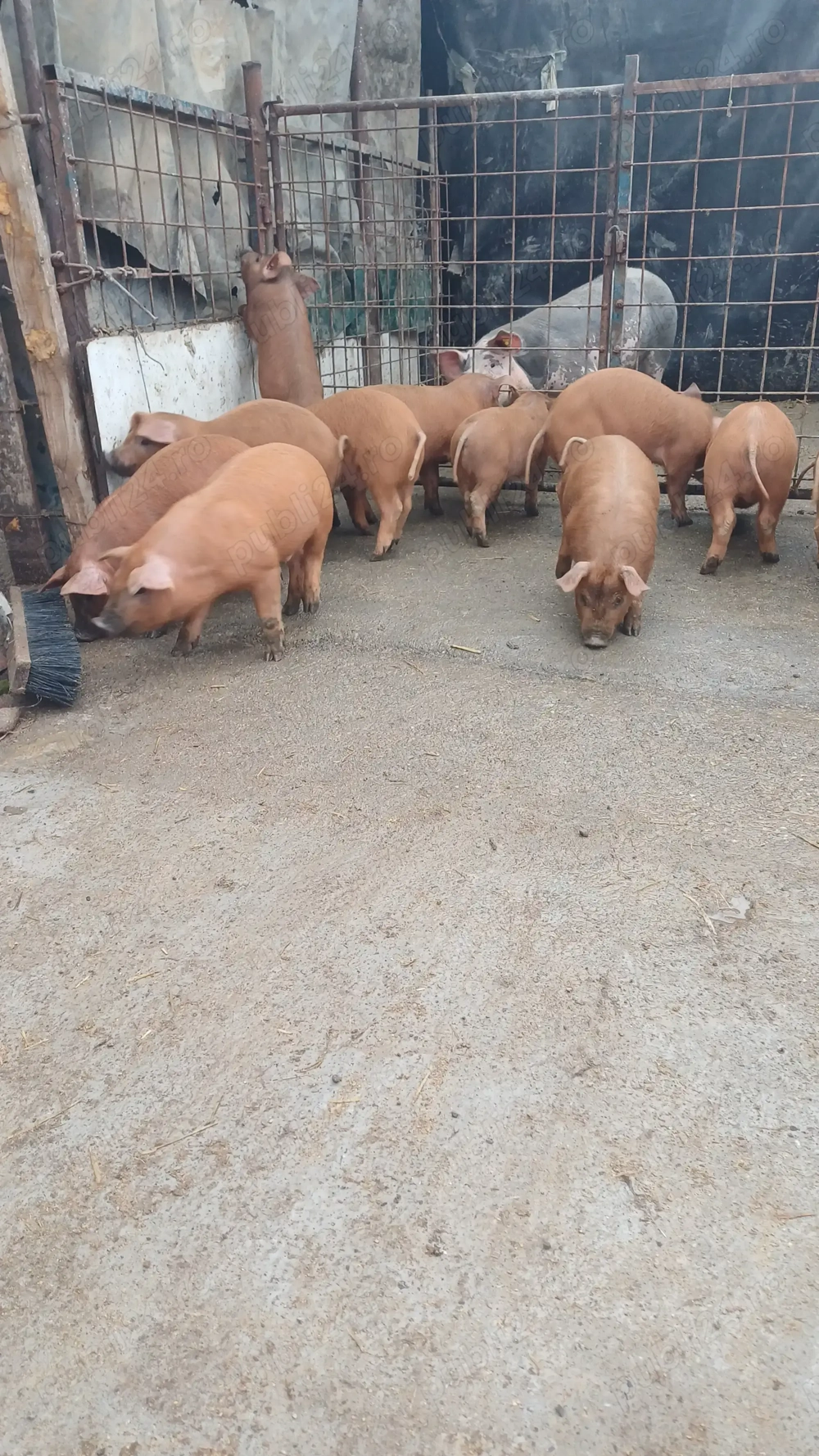 Vand purcei rasa duroc