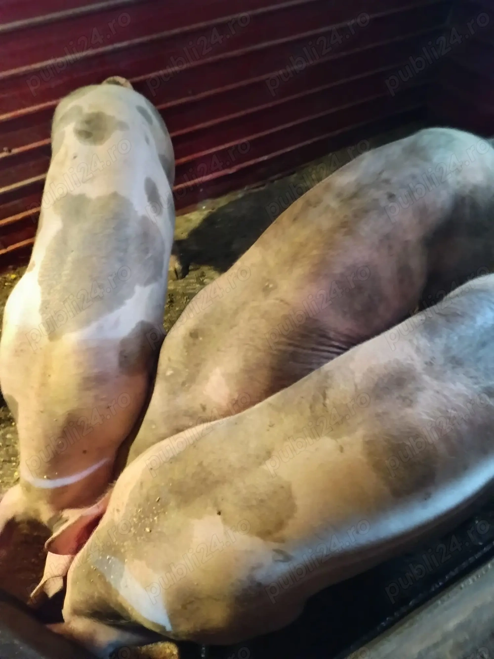 Porci de carne pentru Craciun