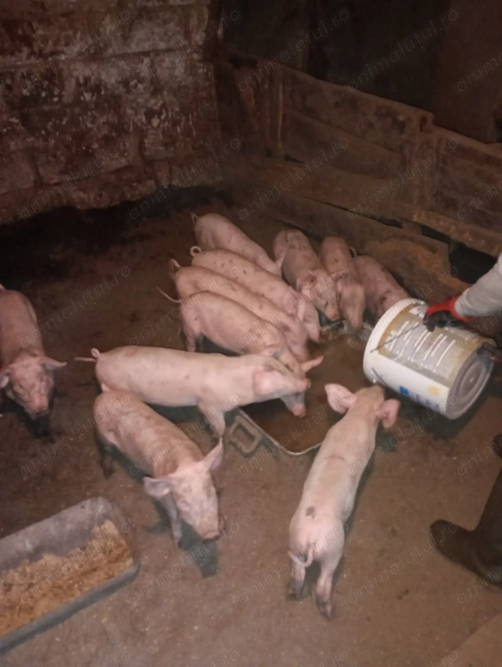 Vând purcei sunt foarte bne îngrijiți sunt un băiat și zece fete