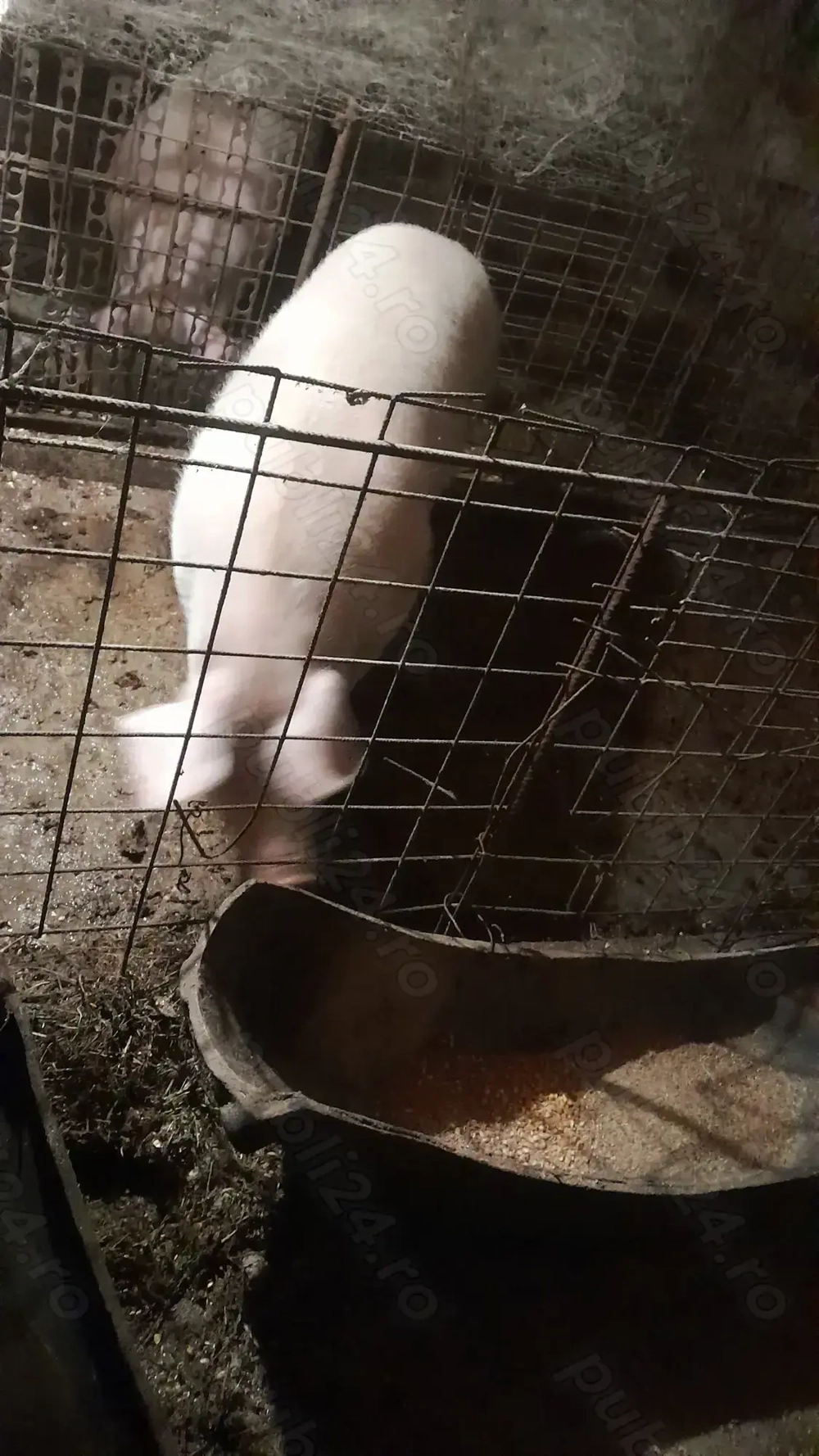 Porci și purcei disponibili