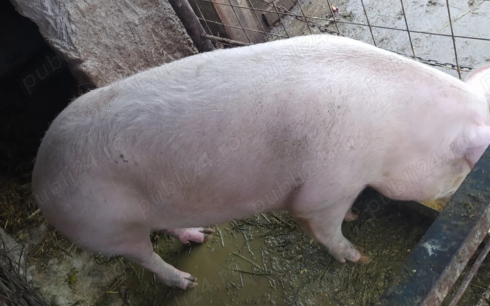 Porci pentru sacrificat