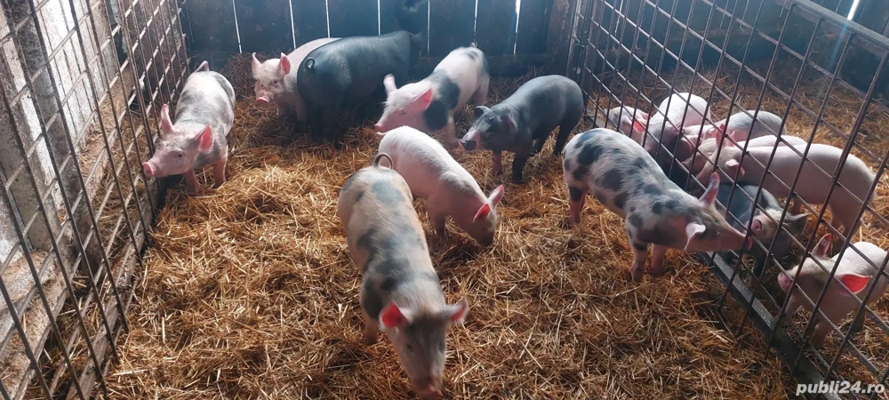 purceii de vânzare Duroc cu Pietrain și Marele Alb 