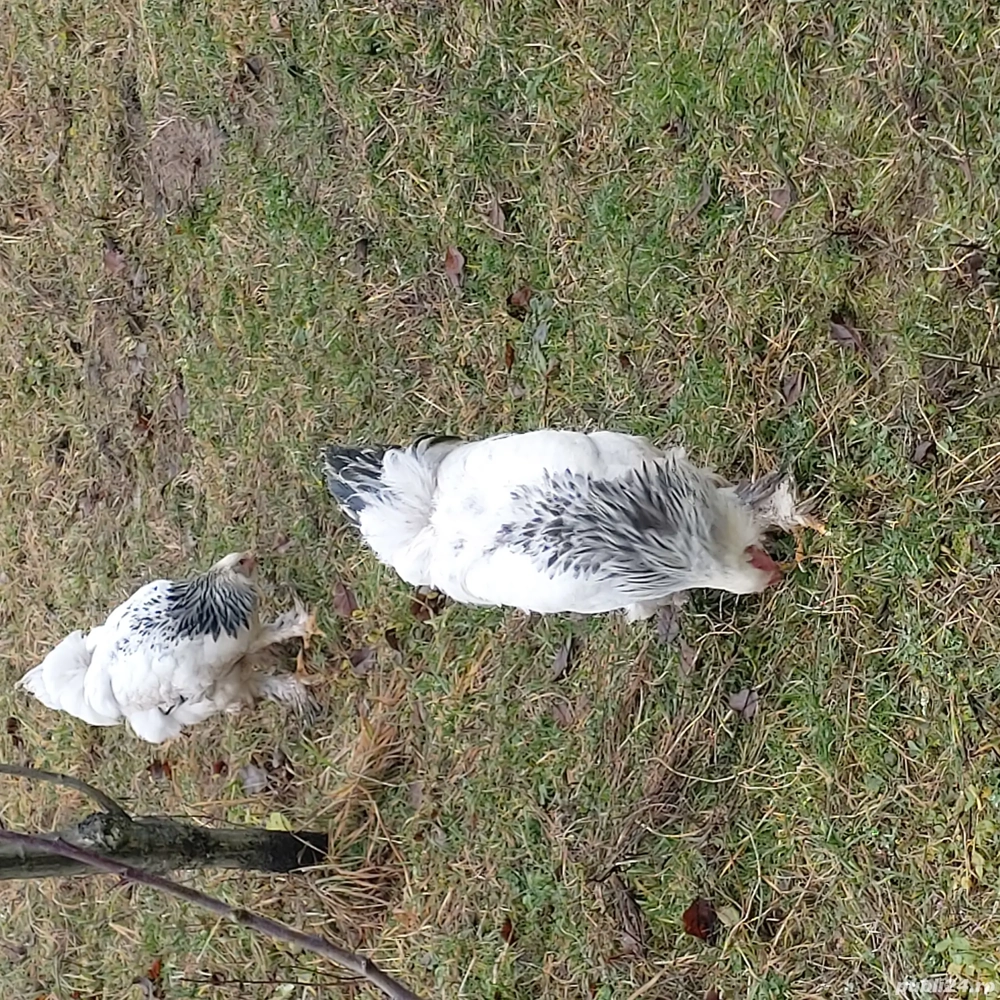Vând cocoș Brahma HD 