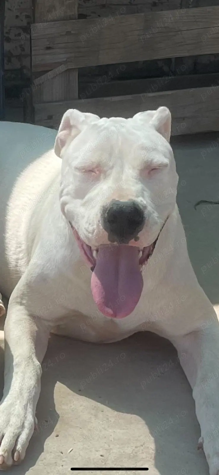 Femelă Dog argentinian 