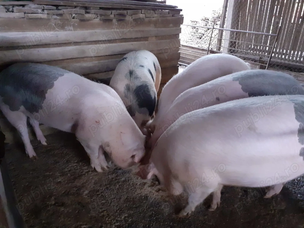 Vând porci crescuți cu cereale 