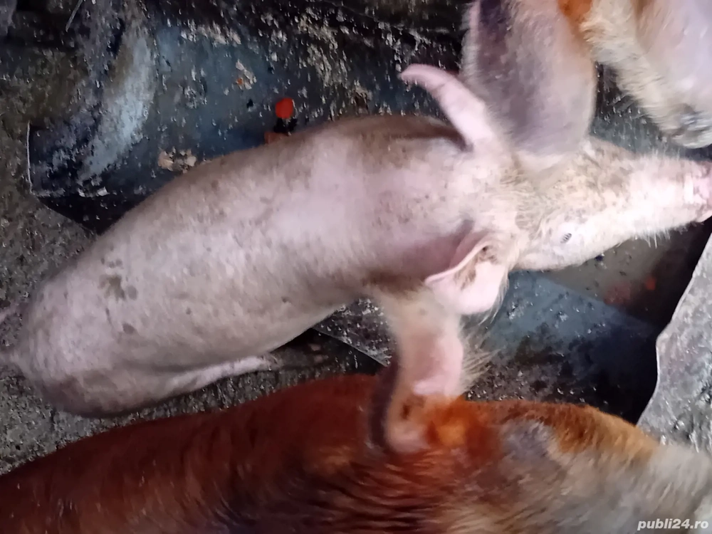 vand grasuna landras 40k 